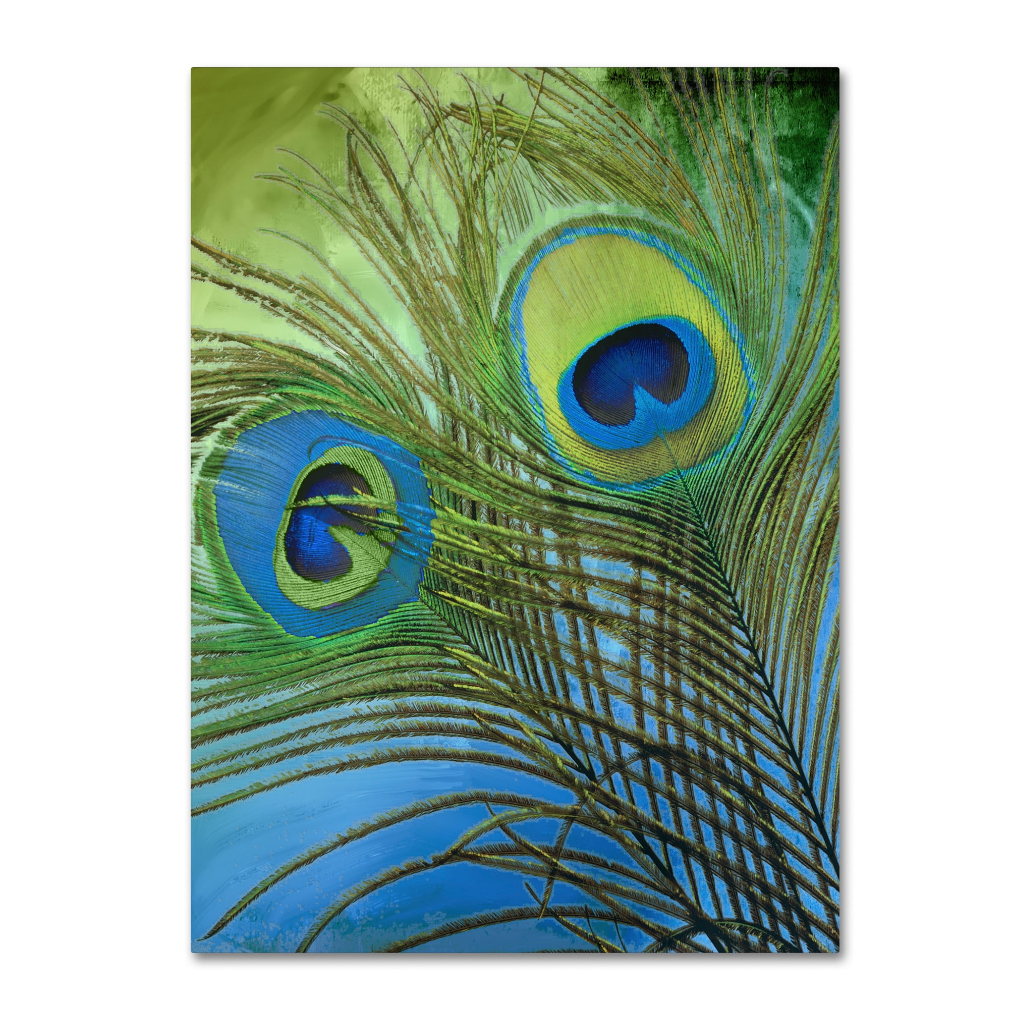 Trademark Fine Art "Peacock Candy I" Canvas Art by Color Bakery