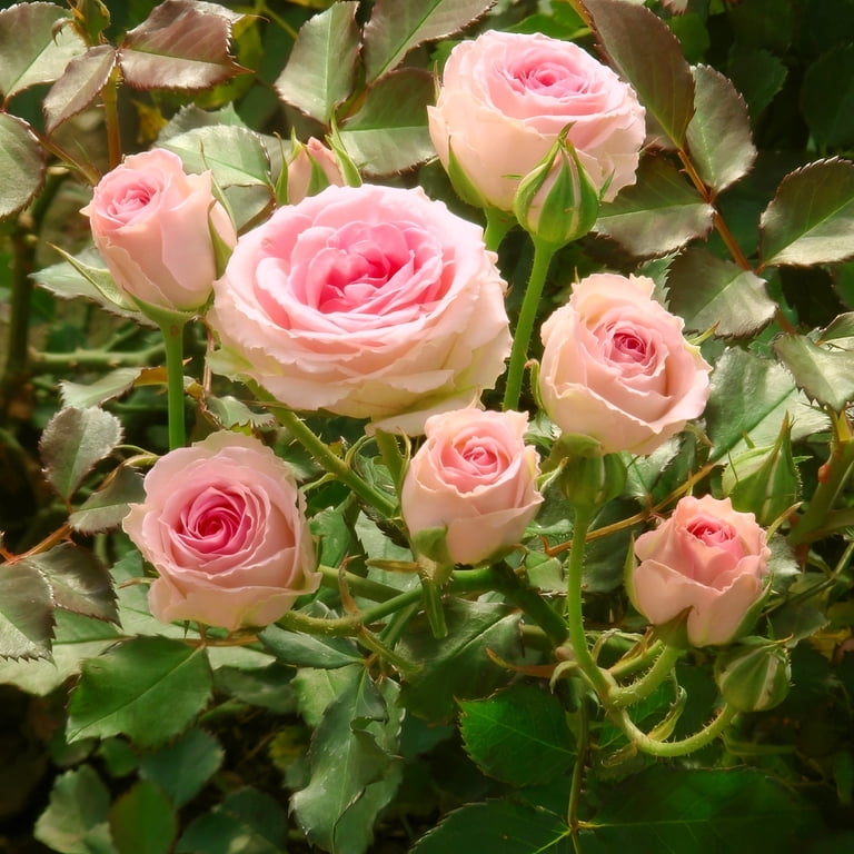 4 in. Cupcake Mini Rose with Pink Flowers (3-Pack)