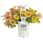 Proven Winners 1.56PT Petunia Sprtna Honey Yellow