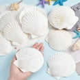 thumbnail image 6 of 10pcs Large Scallop Shells Natural Scallops White Sea Shells 4~4.3 Shell Beads Large Natural Shells for Crafts Seashell for Beach Party Decor Christmas Vase Filling Home Decor White, 6 of 7