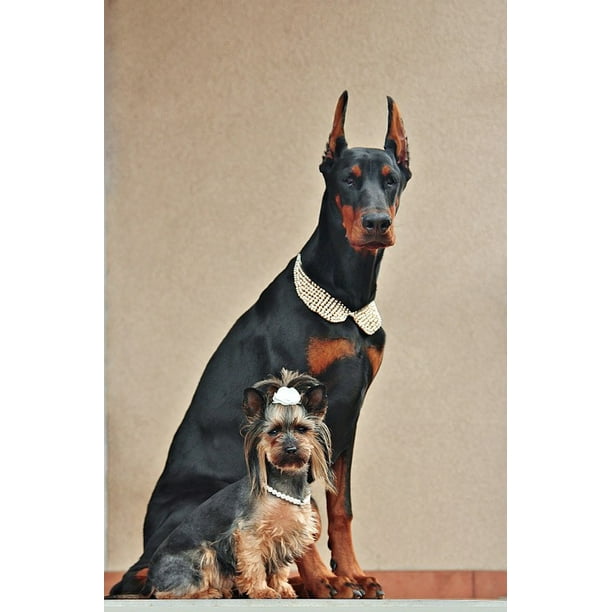Friendship Yorkshire Terrier Doberman Portrait Dogs12 Inch BY 18 Inch