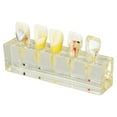 thumbnail image 1 of Modelo de cavidad pulpar dental Modelo de dientes endodónticos de resina para uso en el hospital dental para exhibición de enseñanza práctica, 1 of 10