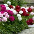 thumbnail image 1 of Flower Bulbs - Peony Paeonia Assorted (4 Bulbs), 1 of 1
