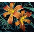 thumbnail image 2 of Simons 28x26 White Modern Wood Framed Museum Art Print Titled - Celebration, 2 of 4