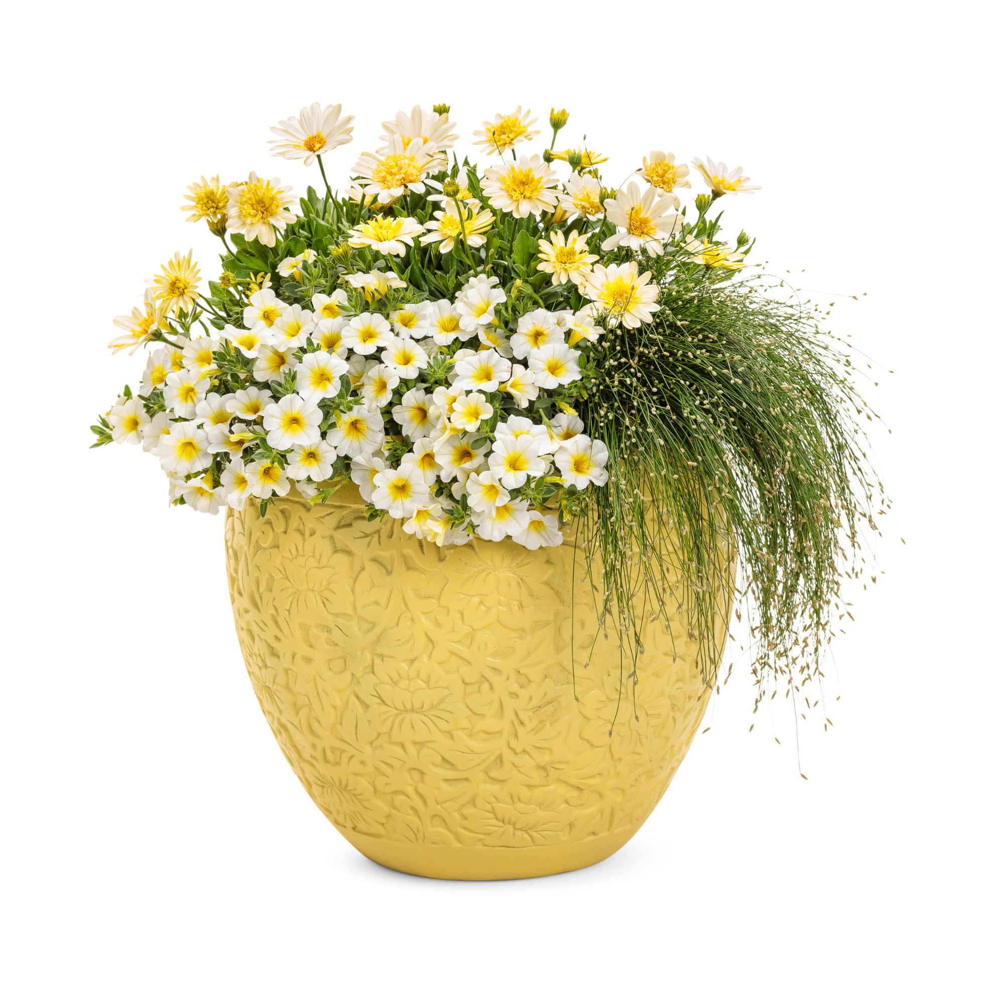 Proven Winners 4" Yellow Bright Lights Double Moonglow African Daisy Live Plant in 4.25" Pot (4 Count)