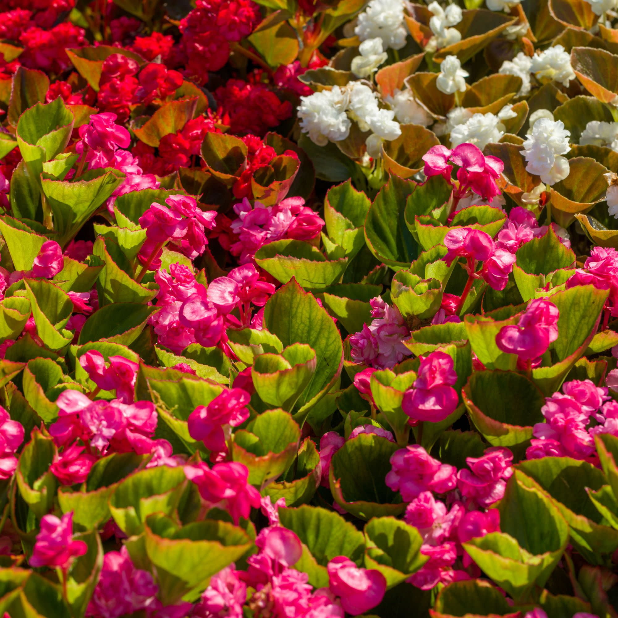 Proven Winners 4" Double Up Pink Begonia Live Plant in 4.25" Pot (4 Count)
