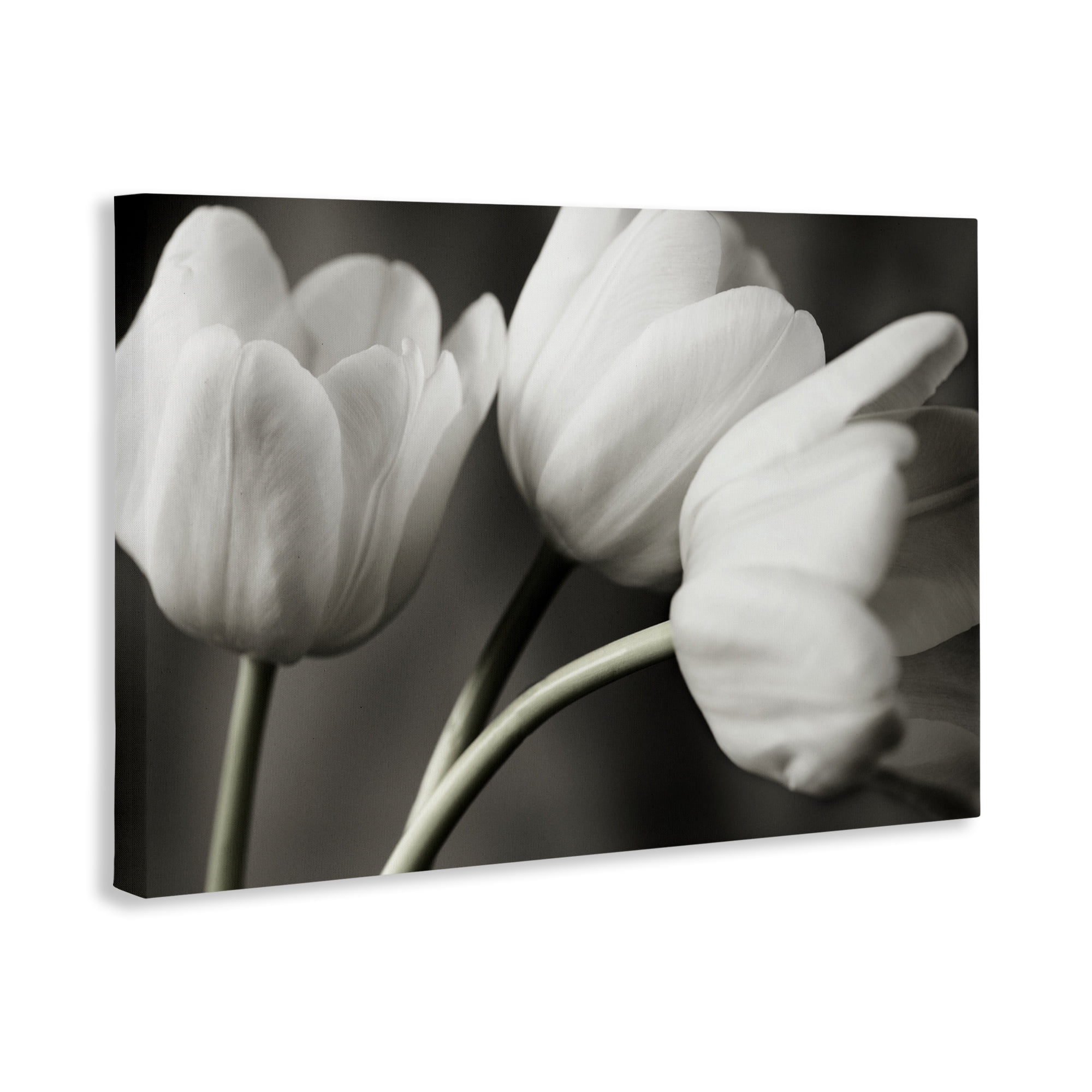 Stupell Industries Row Of Monochrome Tulips Canvas Wall Art, design by Tom Quartermaine