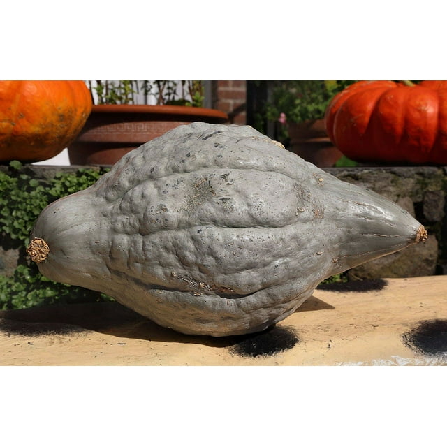 30 Graines de Courge Bleue HUBBARD Nouvelle-Angleterre Buttercup Cucurbita Pepo Légumes