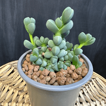 Ice Plant Corpuscularia Lehmannii Rare Succulent in 2” Pot