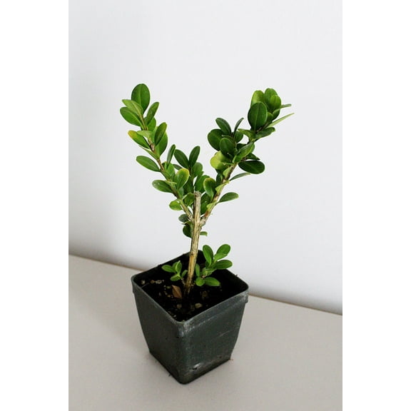 MY SHELFIE Bonsai Starter Tree Plant Gift, Japanese Boxwood Topiary Evergreen Shrub Hedge, 2 in Pot