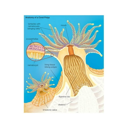 Cross Section of a Generalized Coral Polyp. Invertebrate, Cnidarians ...