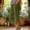 Green, variant on Outfmvch Cropped Linen Pants Women Flowy Pants for Women Petite Women High Waisted Wide Leg with Pockets Cropped Linen Pants Women Capris Drawstring with Pockets Wide Leg Crop Pants Black S-3XL