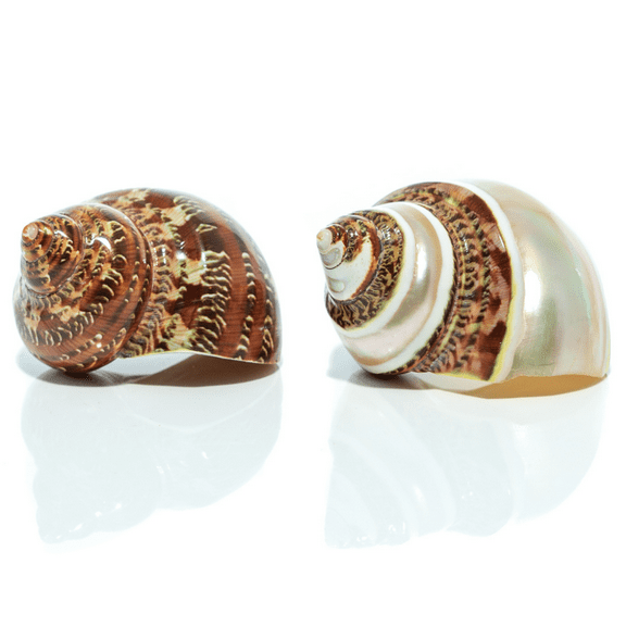 Hermit Crab Shells | Turbo Shells | 1 Brown and 1 Banded Turbo Shells 1.75"-2" | Opening Size Approx. 1" | Hermit Crab House for Décor