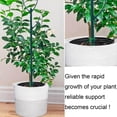 thumbnail image 4 of Premium Metal Plant Trellis Rings Promotes Healthy Growth of Climbing Flowers, 4 of 8