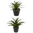 thumbnail image 1 of KOZIE LIFESTYLE 2 ASSORTED ALOE PLANTS - PACK OF 4, 1 of 1