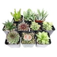 thumbnail image 5 of Best Indoor Succulent Pack - Set of 2, 5 of 5