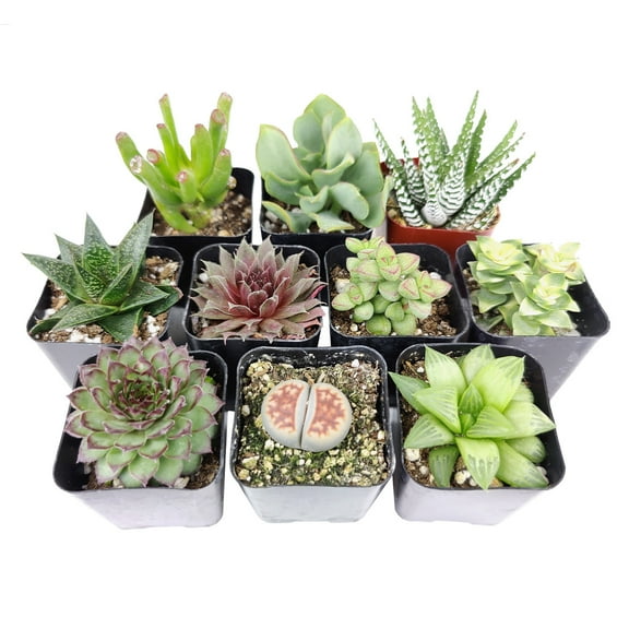 Best Indoor Succulent Pack - Set of 10