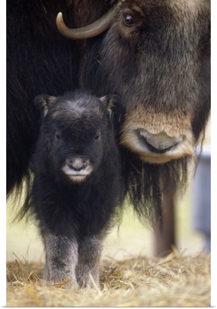 Great BIG Canvas | "Musk-Ox Cow and Calf, Southcentral Alaska" Art