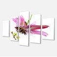 thumbnail image 2 of Passiflora Flower over White - Large Animal Canvas Art Print, 2 of 3