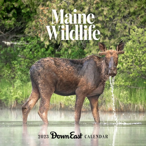 Downeast Calendar 2023 2023 Maine Wildlife Wall Calendar (Other) - Walmart.com