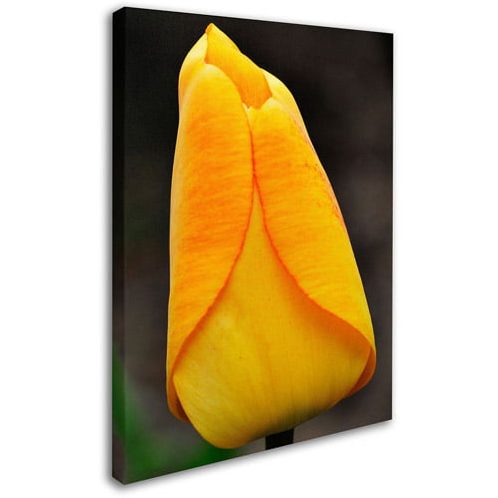 "Perfect Yellow Tulip" Canvas Wall Art by Kurt Shaffer