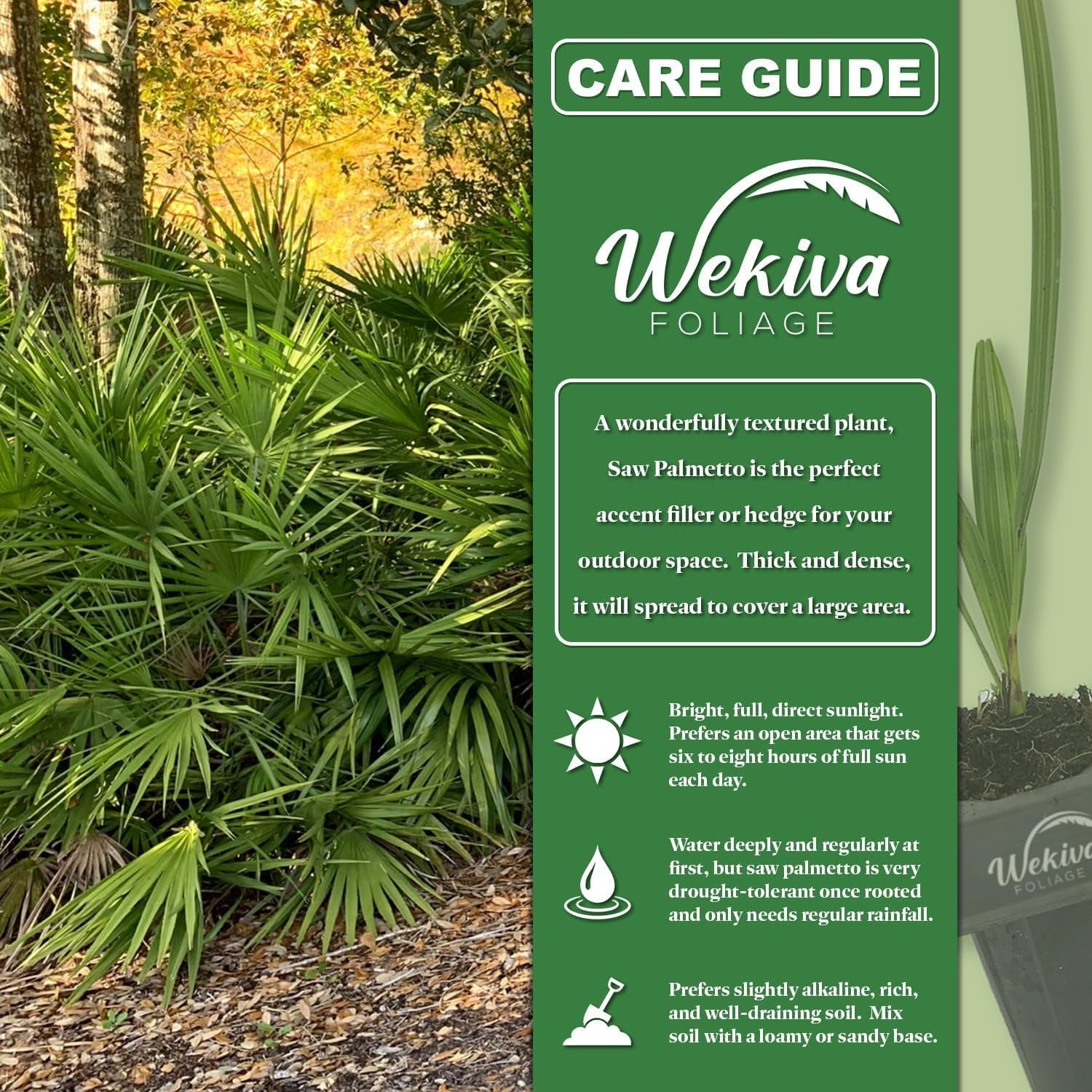 Green Saw Palmetto - 5 Live Plants in 4 Inch Growers Pots - Serenoa Repens Green - Native Ornamental Palms from Florida