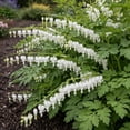 thumbnail image 6 of White Bleeding Hearts Flower - 2 Bare Roots - Attracts Butterflies, Bees & Hummingbirds-Spring Garden Perennial, 6 of 6