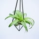 thumbnail image 5 of Decoración de soporte de flores de hierro colgante de piña de aire-percha de altura media 25cm con material de cuerda de cáñamo hierro ANGGREK Otros, 5 of 7