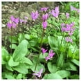 thumbnail image 3 of Everwilde Farms - 1 oz Midland Shooting Star Native Wildflower Seeds - Gold Vault Bulk Seed Packet, 3 of 3