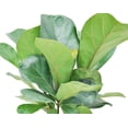 thumbnail image 3 of Disco-Little Fiddle Leaf Ficus Lyrata Plant, in 6-inch Décor Pot, 3 of 10