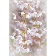 thumbnail image 3 of Mahan, Kathy 17x24 Black Modern Framed Museum Art Print Titled - Soft Cherry Blossoms I, 3 of 5