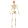 thumbnail image 1 of Electronic Eyes Poseable Skeleton Decoration, 1 of 1