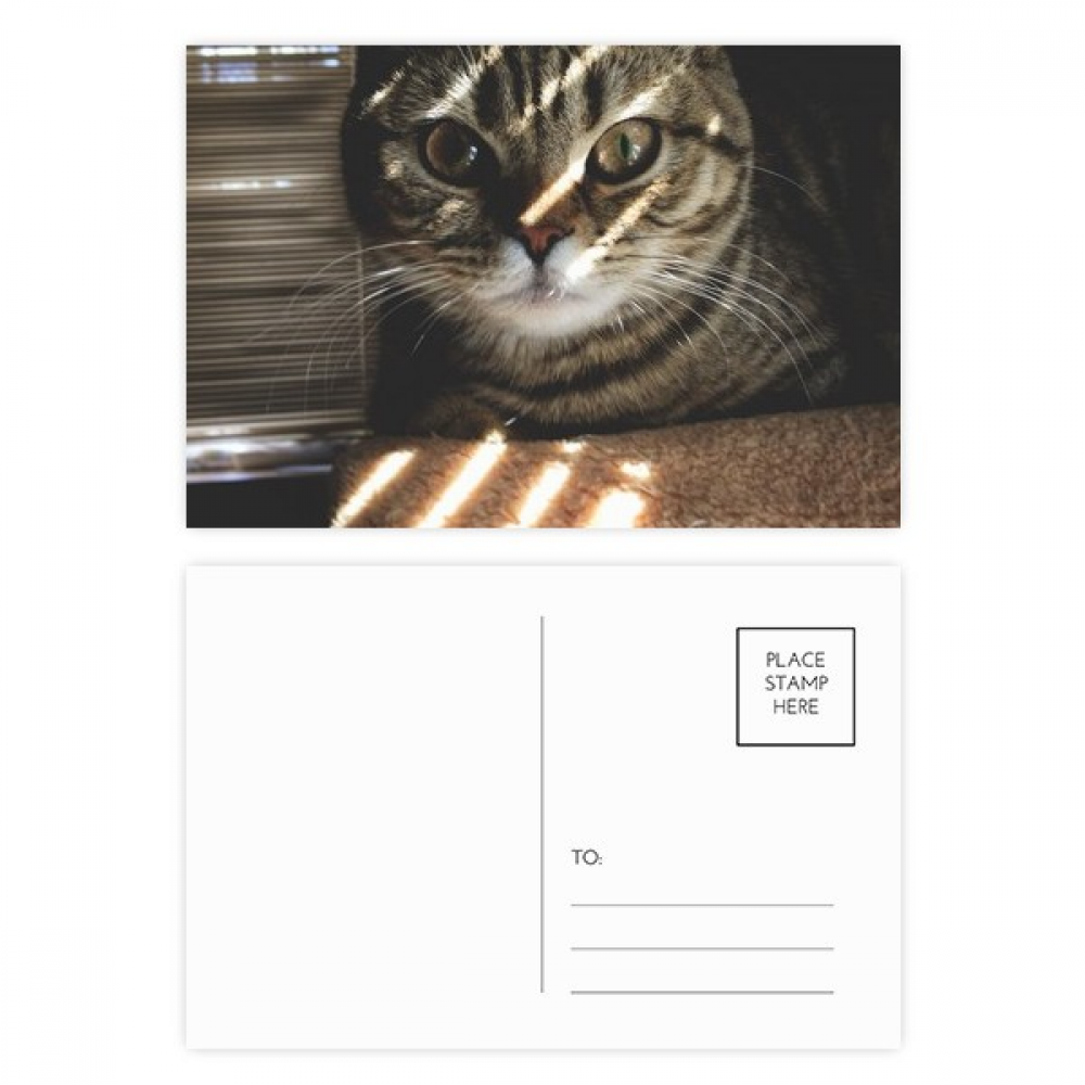 animal cat ray photograph postcard set birthday mailing thanks greeting card