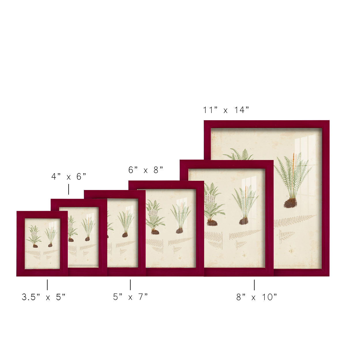 Fern Study III -Framed Print w/glass-Cherry Red