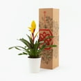thumbnail image 2 of Sunshine Bromeliad, 2 of 3