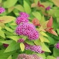 thumbnail image 4 of Proven Winners ColorChoice Double Play Candy Corn Spirea Live Shrub (2 Gallon), 4 of 9