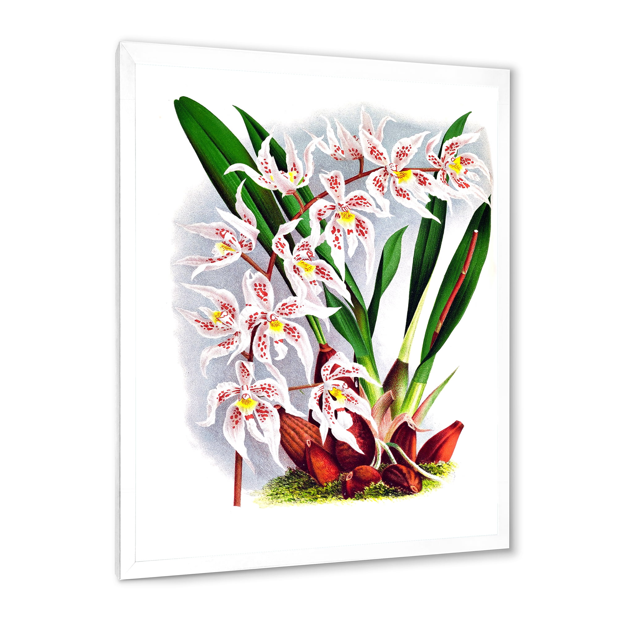 Designart 'White Vintage Orchid Flower II' Traditional Framed Art Print
