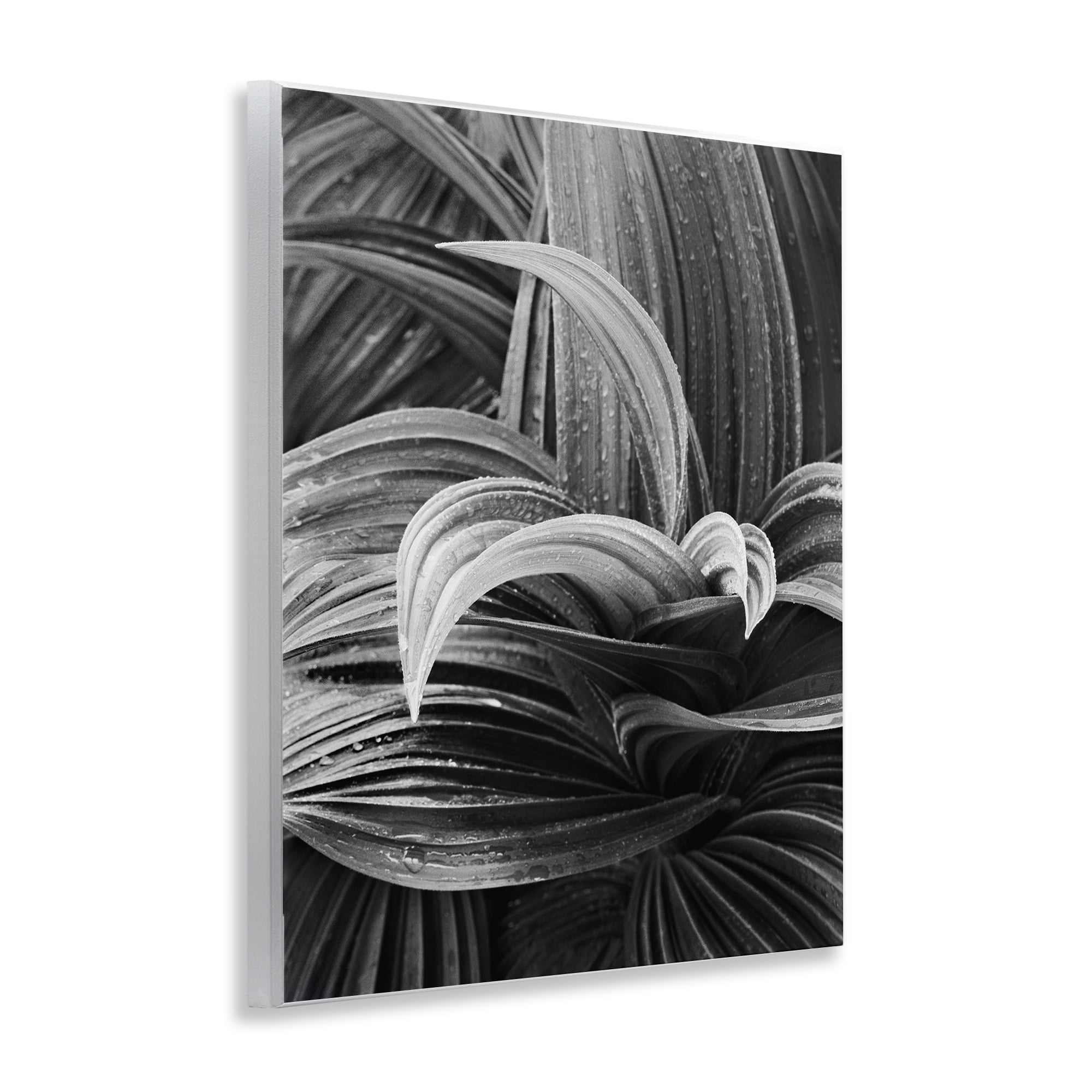 Stupell Industries Wet Leaves Detail Botanical & Floral Photography Unframed Art Print Wall Art, 11 x 14