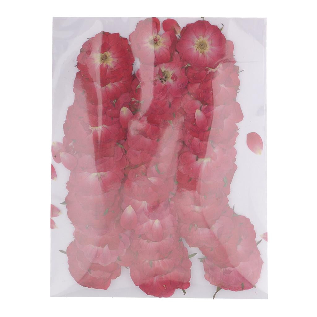GUOOL 4-35pack 50pcs Beautiful Pressed Rose Flower Dried Flowers for 4 Pcs