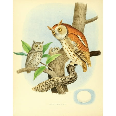 Birds of the United States 1898 Mottled Owl Canvas Art - Unknown (24 x 36)