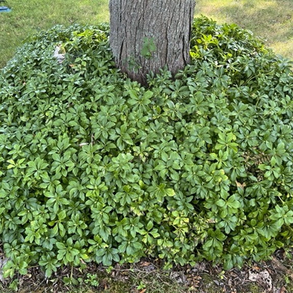 Direct Gardening Pachysandra Dormant Bare Root Shade Perennial Groundcover Starter Plant