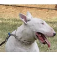 thumbnail image 4 of Cadena De Castigo Perro 55 Cm Tipo Aleman Importado, 4 of 7