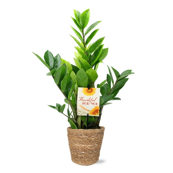 5" ZZ Plant in Seagrass Planter – Thankful for You