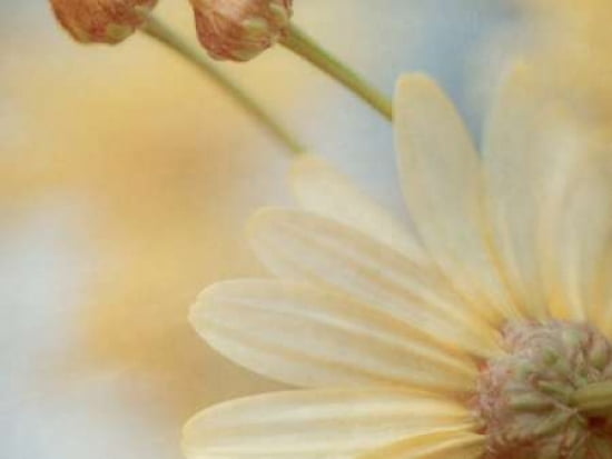 Pick A Petal I Canv