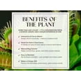 thumbnail image 4 of Kit de Planta Carnívora Venus Atrapamoscas Viva con Maceta - Nature Gift Store, 4 of 5