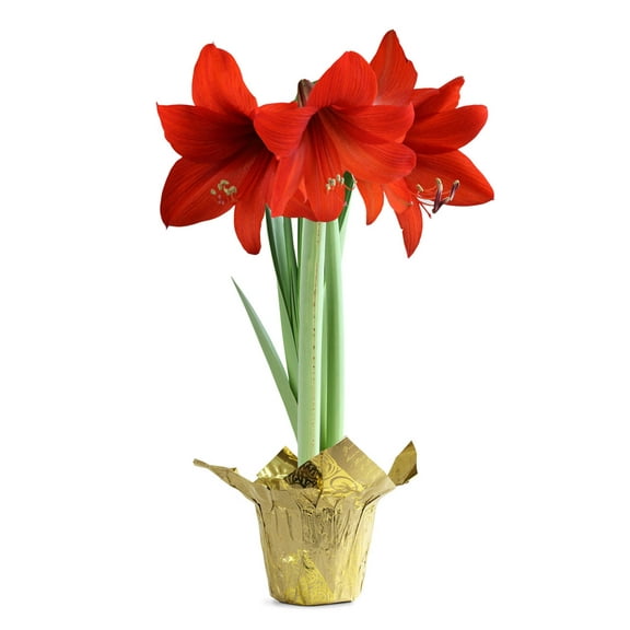 Red Amaryllis in Gold Foil