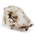 thumbnail image 4 of Resin Skull Decor Creative  Saber Tooth Tiger Skulls Model Gothic Style Statue Gift Anatomical for Party Halloween, 4 of 6