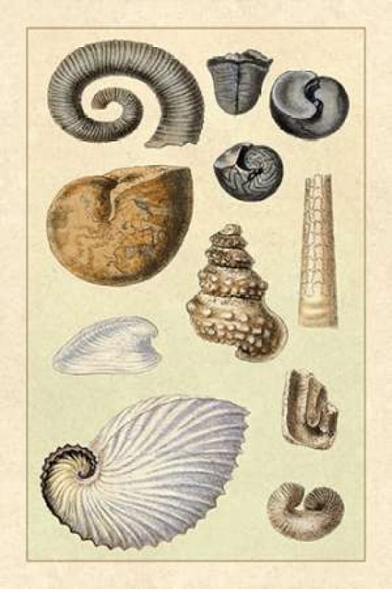 Shells Ammonacea Ca