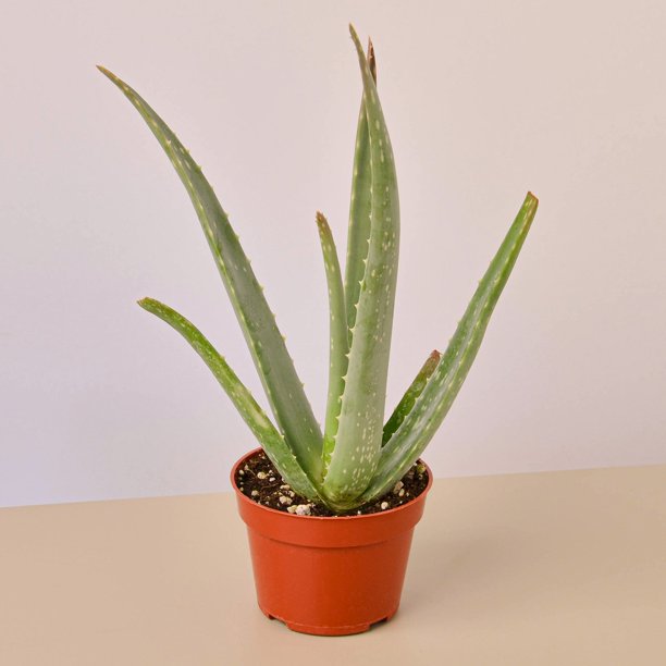 Aloe Vera 4" Pot