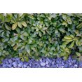 thumbnail image 4 of 6 plants variés de couvre-sol, pot de 3,8 L (1 gal), 4 of 7